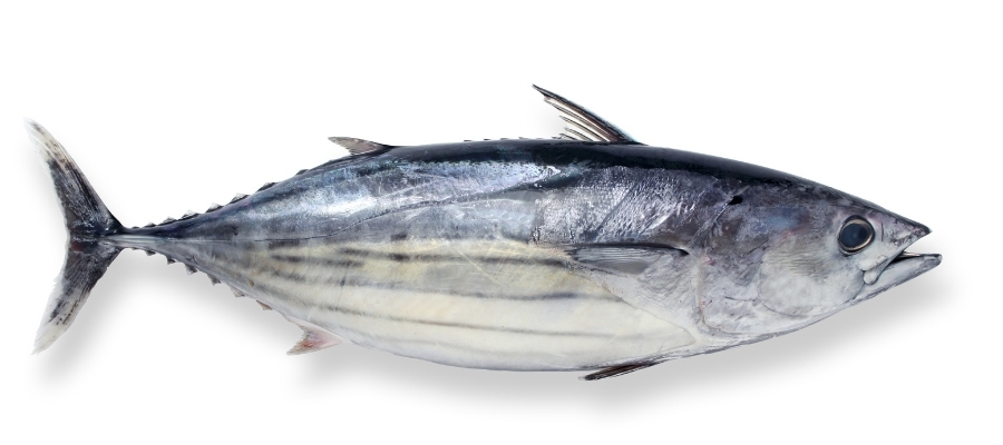 Palamut